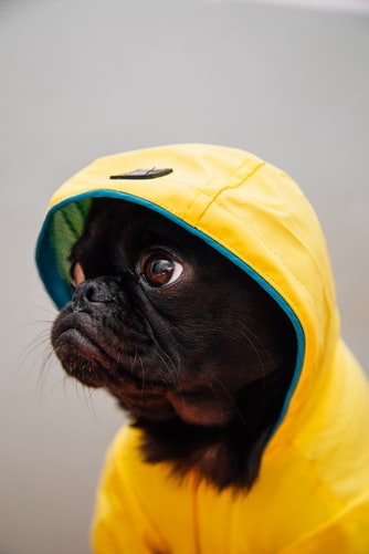 why do dogs go in the bathroom during a storm